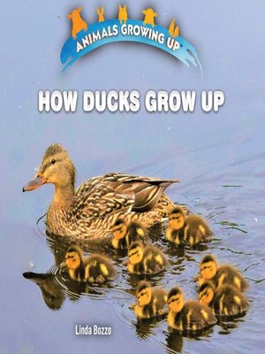 cover image of How Ducks Grow Up
